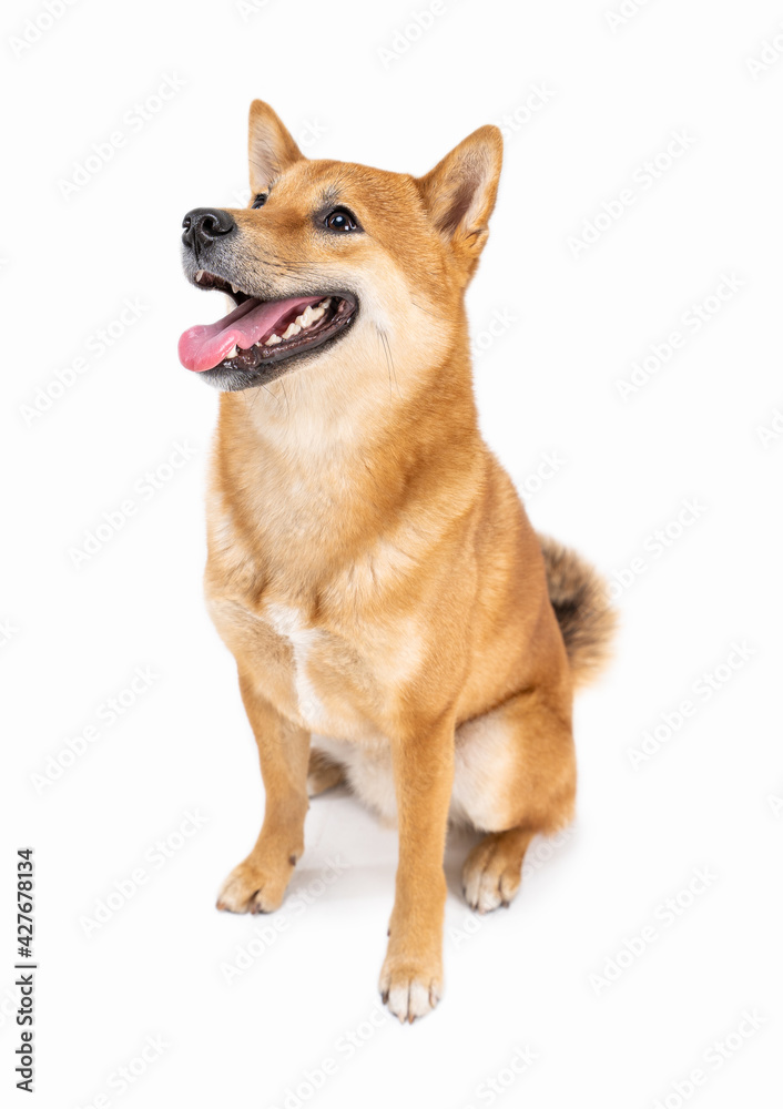 Funny smiling Shiba Inu dog looking at camera and smiling with open mouth. Happy pet theme. White background. satisfied pet muzzle. Full length  side view. Pranking laughing at silly jokes
