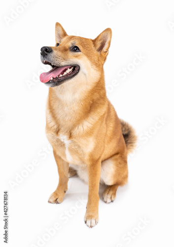 Funny smiling Shiba Inu dog looking at camera and smiling with open mouth. Happy pet theme. White background. satisfied pet muzzle. Full length side view. Pranking laughing at silly jokes