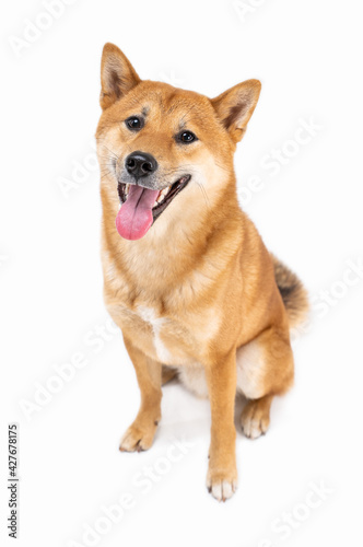 Active dog Shiba Inu Japanese breed adorable pet looking at camera with open mouth and smiling happy. White background. Full length. cool teeth smile pet. Animal theme photo. Let's play mood  © Iryna&Maya