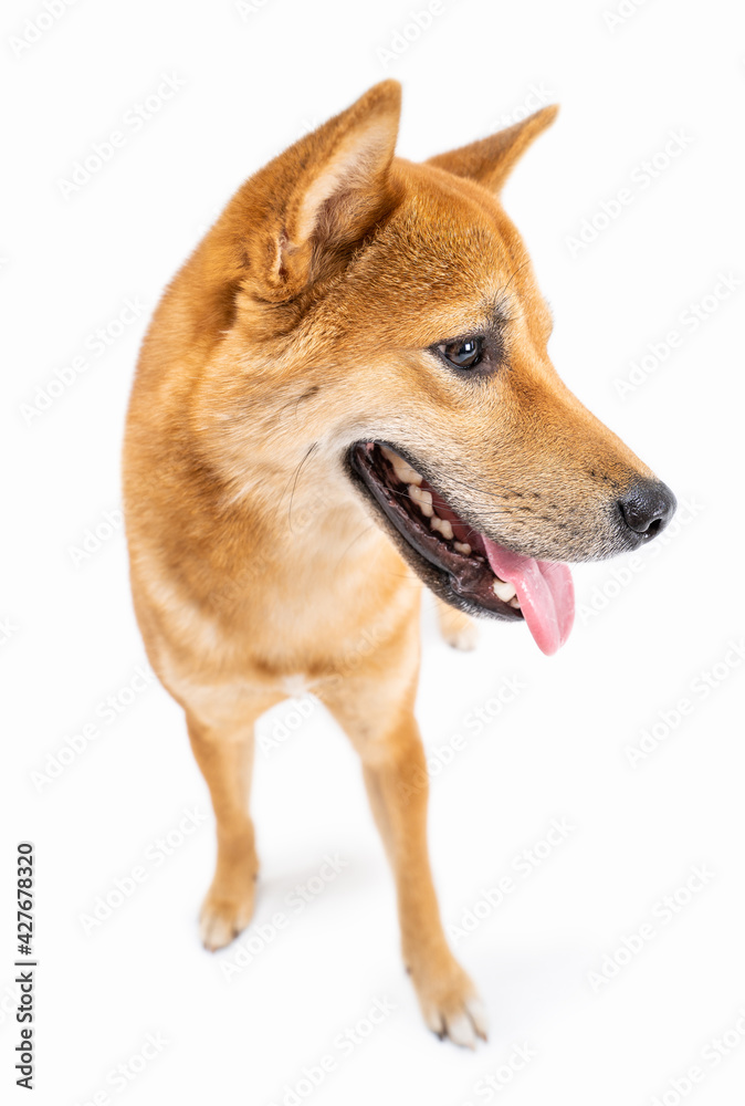 Adorable dog Shiba Inu looking side and smiling. White background. fluffy happy dog looks to the side with his mouth open tongue out. waiting with curiosity. animal pet cool dog theme photo. Side view