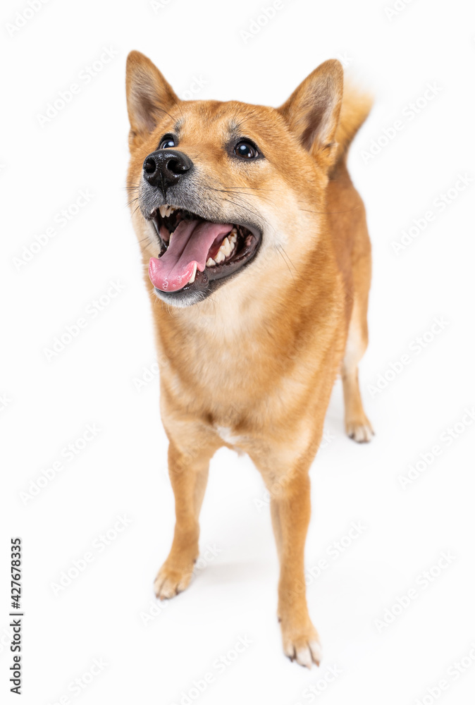 Beautiful dog Shiba Inu full length looking up front view. White background. Lovely funny friendly face dog. Smiling happy dog friendly active look. Animal pet theme photo. Adorable  Shiba Inu