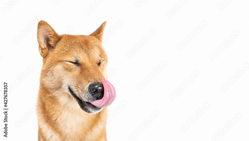 Adorable dog Shiba Inu portrait licks with eyes closed from pleasure. Enjoy tasty food with treats. Close up pet face muzzle. White background. Tongue out. Dreaming enjoying face positive emotions