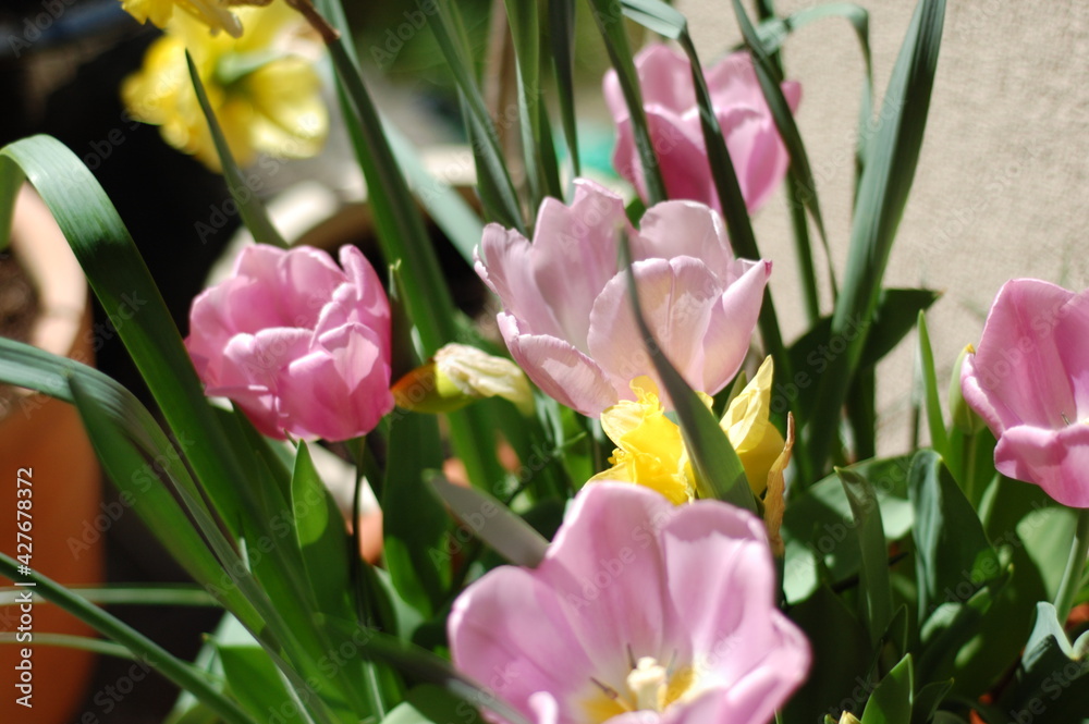 pink and yellow tulips pink and yellow tulips