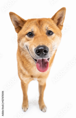 Funny smiling Shiba Inu dog looking at camera and smiling with open mouth. Happy pet theme. White background. satisfied pet muzzle. Full length front side view. Pranking laughing at silly jokes