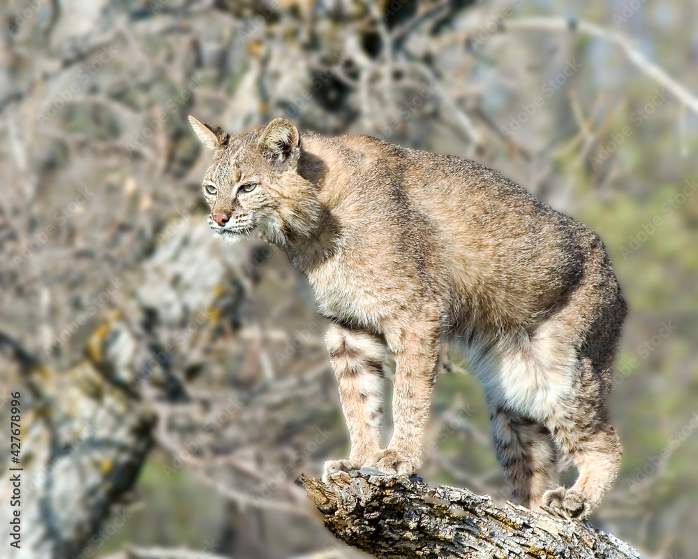 Bobcat standing on tree branch
