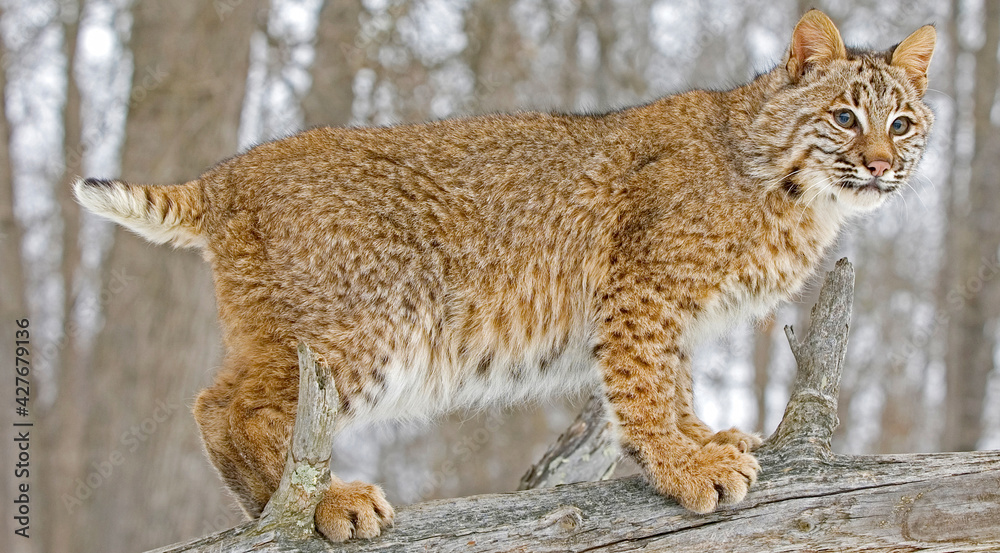 Bobcat portrait Bobcat portrait