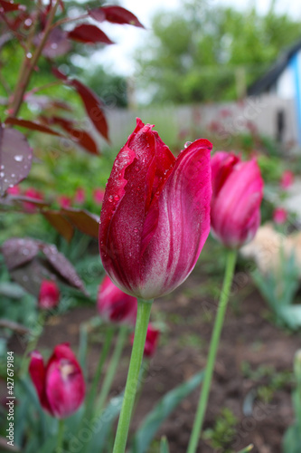 red tulip flower