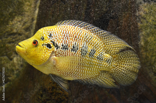 yellow tang fish © elizalebedewa