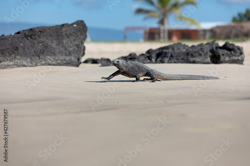 Galápagos marine iguana. One of the endemit on islands. It looks like monster. Isabela island photo