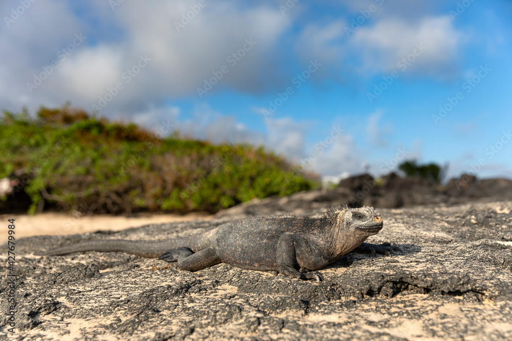 Galápagos marine iguana. One of the endemit on islands. It looks like monster. Isabela island Galápagos marine iguana. One of the endemit on islands. It looks like monster. Isabela island