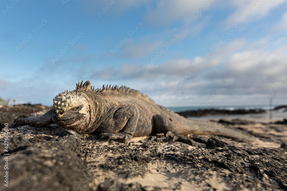 Galápagos marine iguana. One of the endemit on islands. It looks like monster. Isabela island