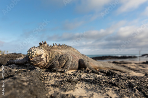 Gal  pagos marine iguana. One of the endemit on islands. It looks like monster. Isabela island