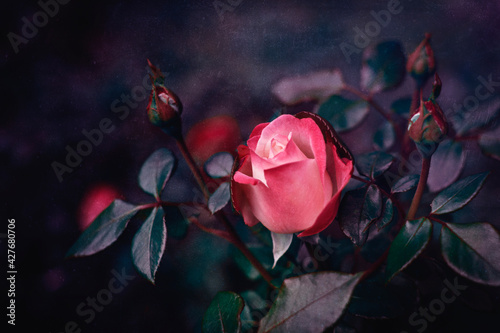 Pink roses in art processing with a textured background.