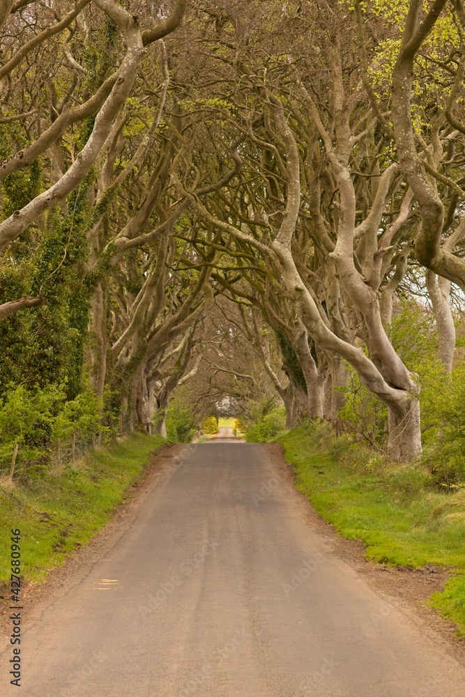 Obraz premium Tree canopy over road