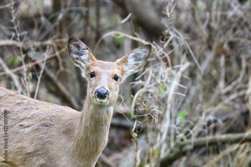 White-tailed Deer in the Woods