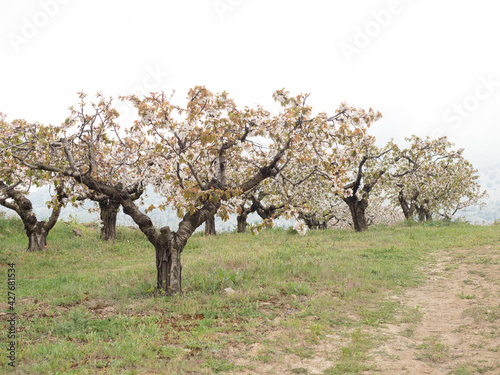 Landscape of fields with cherry blossom trees in the town of Alfarnate in Malaga