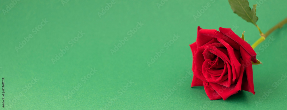 banner with red rose on green background with space for your text. banner with red rose on green background with space for your text.
