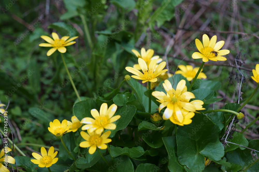 Fototapeta premium yellow flowers in the garden