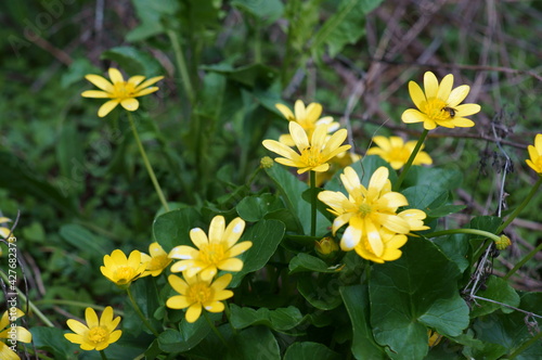 yellow flowers in the garden