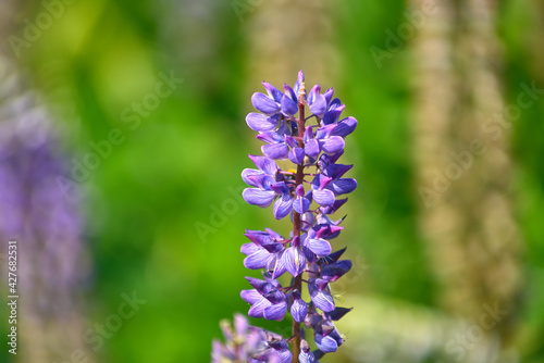 blossoming flower in field lupinus polyphyllus