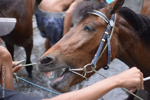 Close-up of a horse's head bathing in a river.