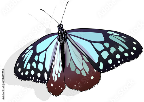 Chestnut Tiger - Beautiful Butterfly xxxx Isolated on White Background, Vector Illustration