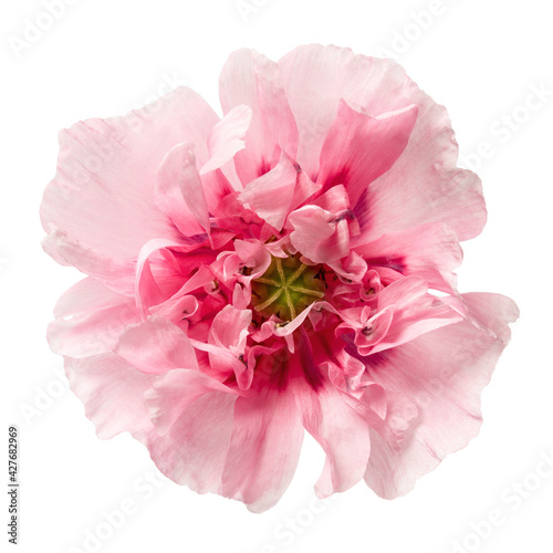 Poppy pink peony flower isolated on white background. Close-up of blooming flower head. Top view. © geshas