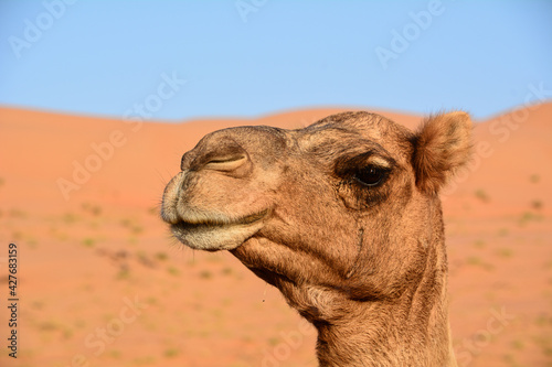 Primissimo piano di un cammello