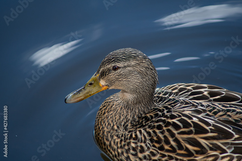 Mallard duck close up head and shoulders