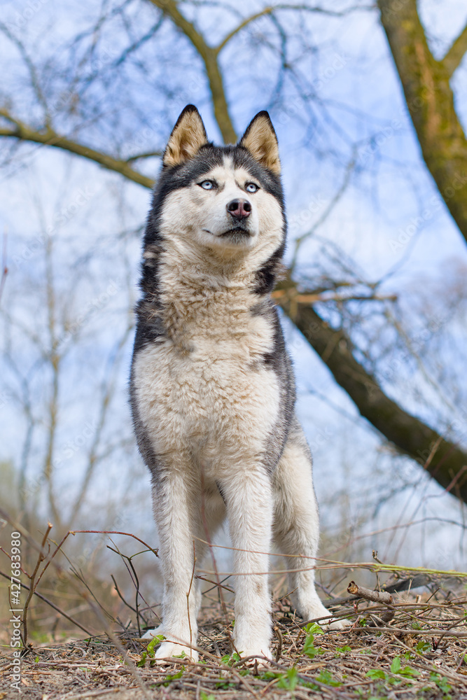 siberian husky siberian husky