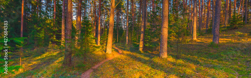 Wooded forest trees backlit by golden sunlight before sunset with sun rays pouring through trees on forest floor illuminating tree branches