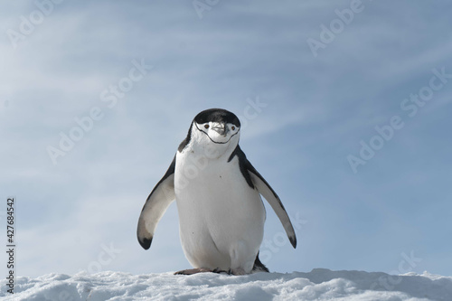 Penguin walking on the frozen beach