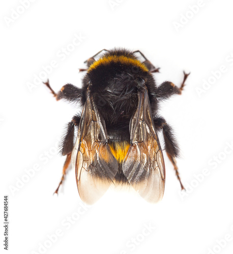 Bumblebee (Bombus terrestris) isolated on white background Fototapeta