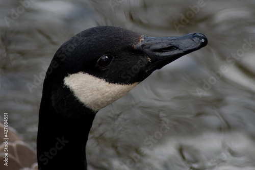 Canada Goose close up Head and Nexk