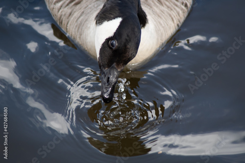 Canada Goose close up Head and Nexk