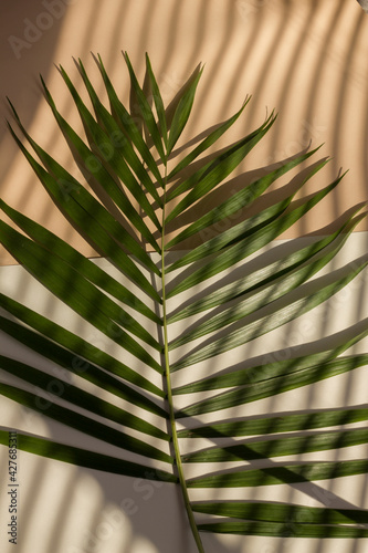 Palm leaf with tough shadow on geometric pastel beige background.