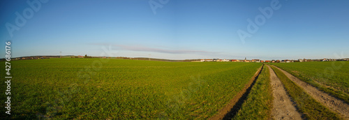 Panorama of green summer field and clear sky