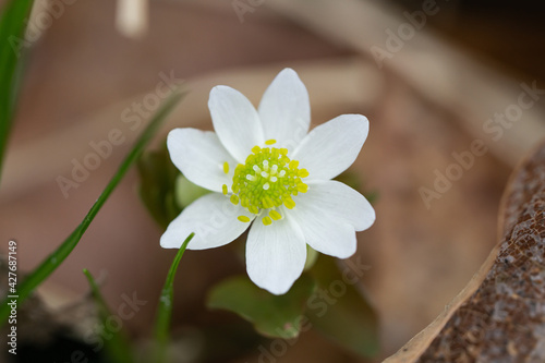 Rue Anemone Flowers in Springtime