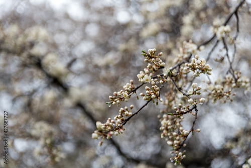 Springtime, tiny white flowers on tree branches against a distant blurred background. Water drops on the buds on a rainy day © PhotoRK