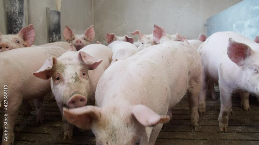 pigs on livestock farm, pigs farm, livestock farm. Modern Agricultural Pigs Farm pigs on livestock farm, pigs farm, livestock farm. Modern Agricultural Pigs Farm