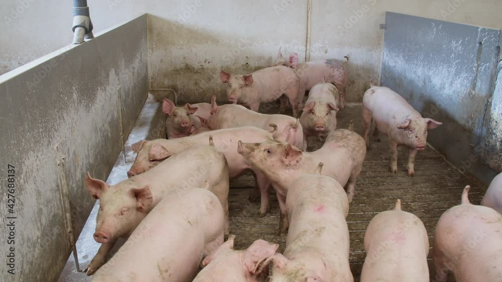 Livestock farm. Little cute pigs on the farm, playing, laying. Pig muzzle is sniffing another pig, rescue pets. Meat production factory. Livestock raising. Close up. Livestock farm. Little cute pigs on the farm, playing, laying. Pig muzzle is sniffing another pig, rescue pets. Meat production factory. Livestock raising. Close up.