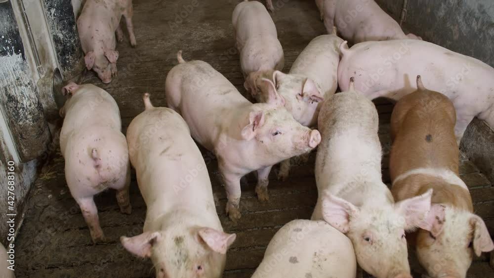 Medium shot of pigs at pig farm Medium shot of pigs at pig farm