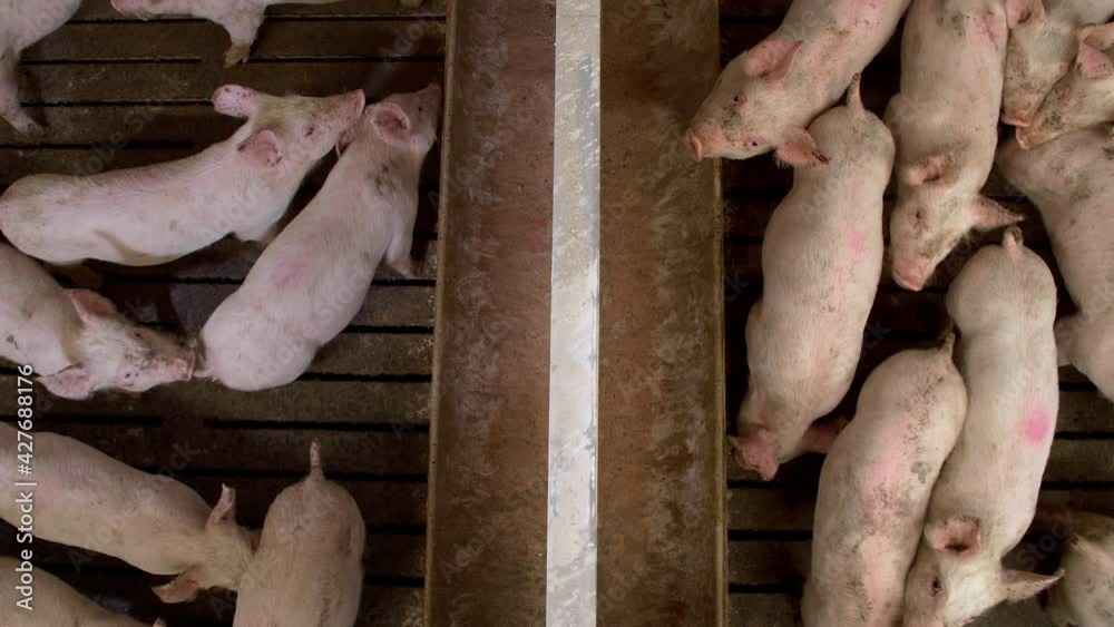Medium-sized pigs eat and rest on a pig farm Medium-sized pigs eat and rest on a pig farm