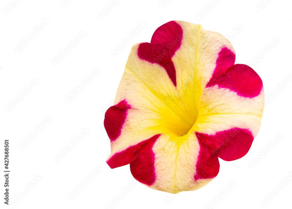 red-yellow petunia flower isolated