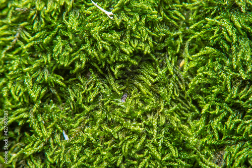 Background with unusual green shoots of plants in the form of small flagella. Image in soft focus at high magnification