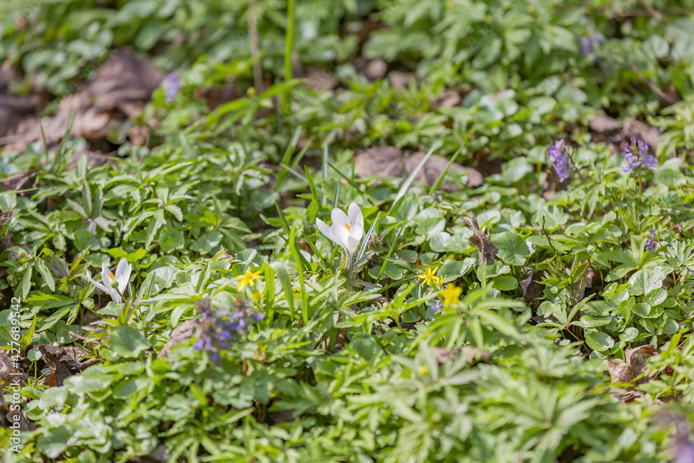 Beautiful bright spring flower bloomed in botanical garden Beautiful bright spring flower bloomed in botanical garden