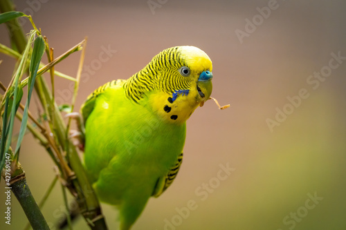 Selective focus shot of a budgie perched on a branch photo