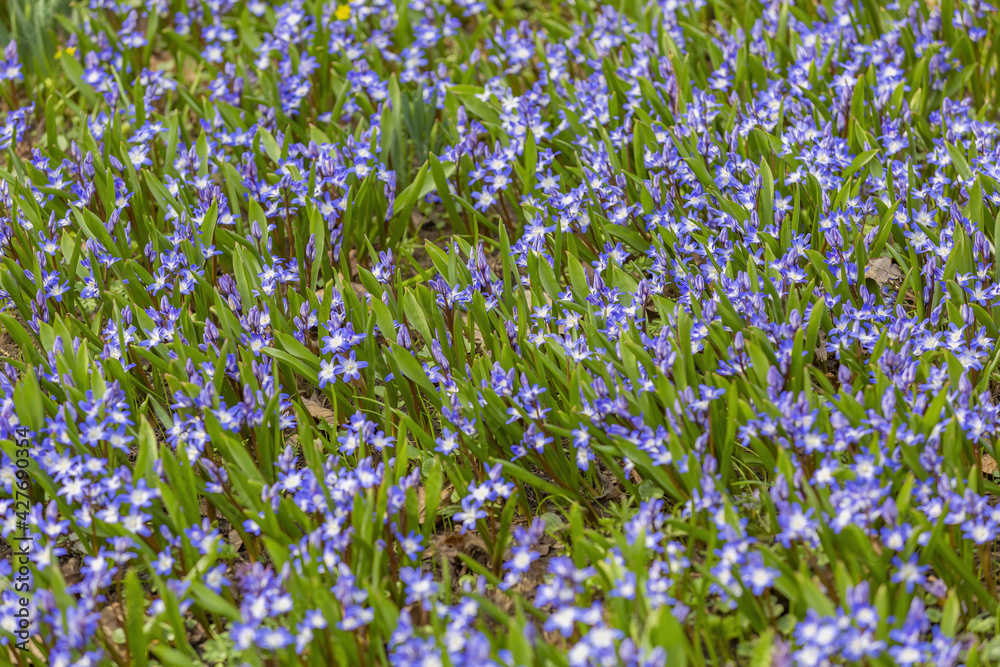 Fototapeta premium Beautiful bright spring flower bloomed in botanical garden