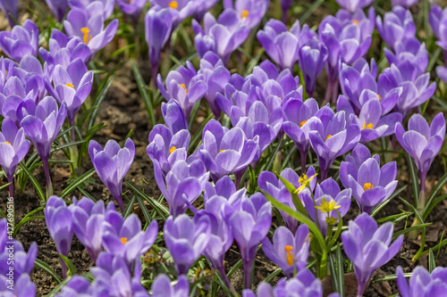 Beautiful bright spring flower bloomed in botanical garden