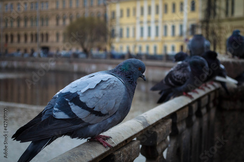 pigeons on the river embankment